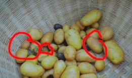 土豆爆料大全视频,揭秘热门视频背后的惊人真相